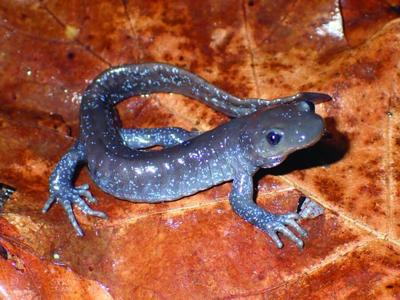 SALAMANDER