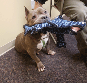 Dog abuse case sentencing pushed to January
