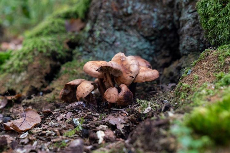 Record-breaking display of fungi set for Britain following dry summer, RHS says