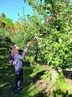 Bridgton Farmers’ Market Recipe: Aunt Minnie’s Fresh Apple Cake