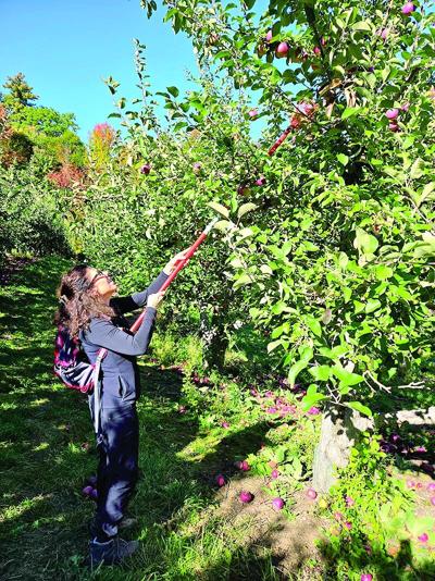apple picker (Photo by Pam Ward).tif