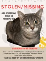 Girl facing charges in theft of cats; 2 found, 1 still missing
