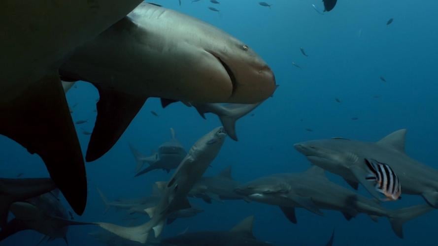 Sharks prefer to hang out with their relatives, suggests study