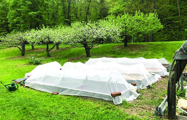 covered garden beds.jpg