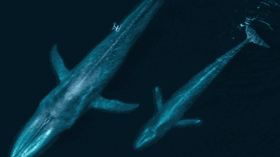 Flying with whales: Drones are remaking marine mammal research