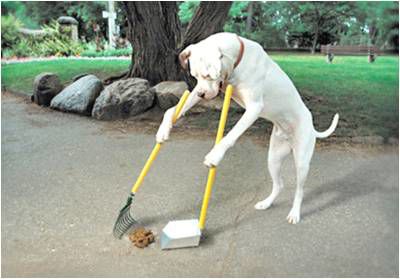 Dog poop scoop