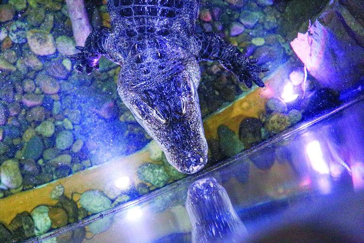 01-29-25 Living Shores Gators above medium