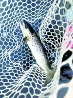 North Country Angling: No more fooling around