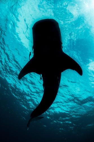 Four out of five endangered whale sharks “have human-caused scars”