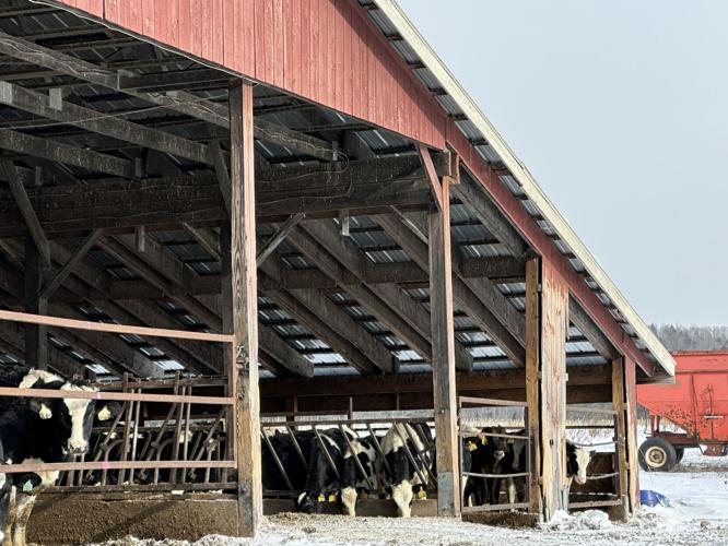 A day in the life of Holstein cows at Flint Farm in Milan on a winter day