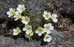 Alpine flowers having a banner season