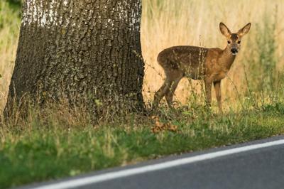 The likelihood of hitting a deer is highest during morning and evening twilight.
