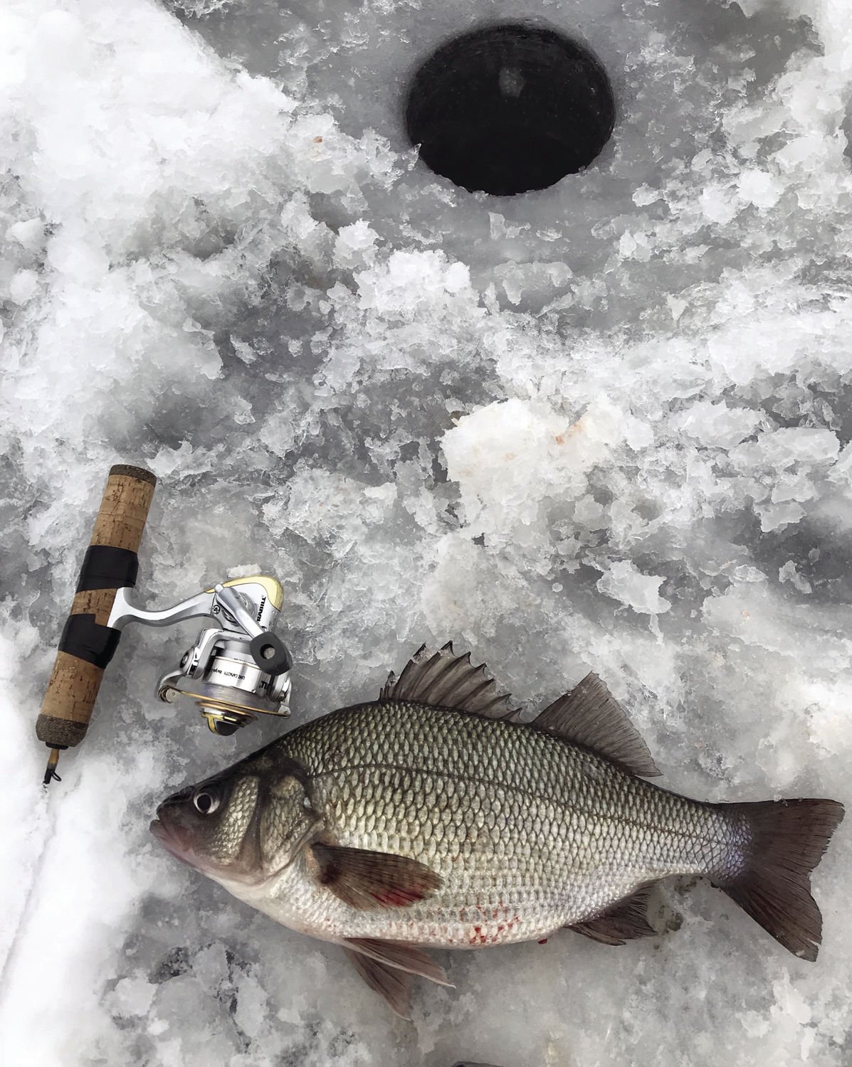 Perch Assault 42" ice fishing rod 
