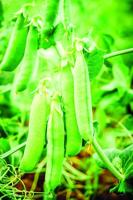 Bridgton Farmers’ Market Recipe: Fresh Green Pea Dip