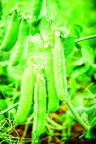 CL w28 bfm recipe peas-grown-in-pots-6-scaled