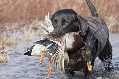 Fish and Game - Waterfowl season set