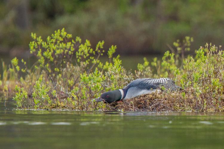 Loon in hangover position