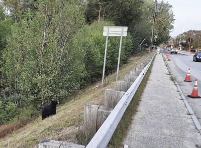 bear crossing