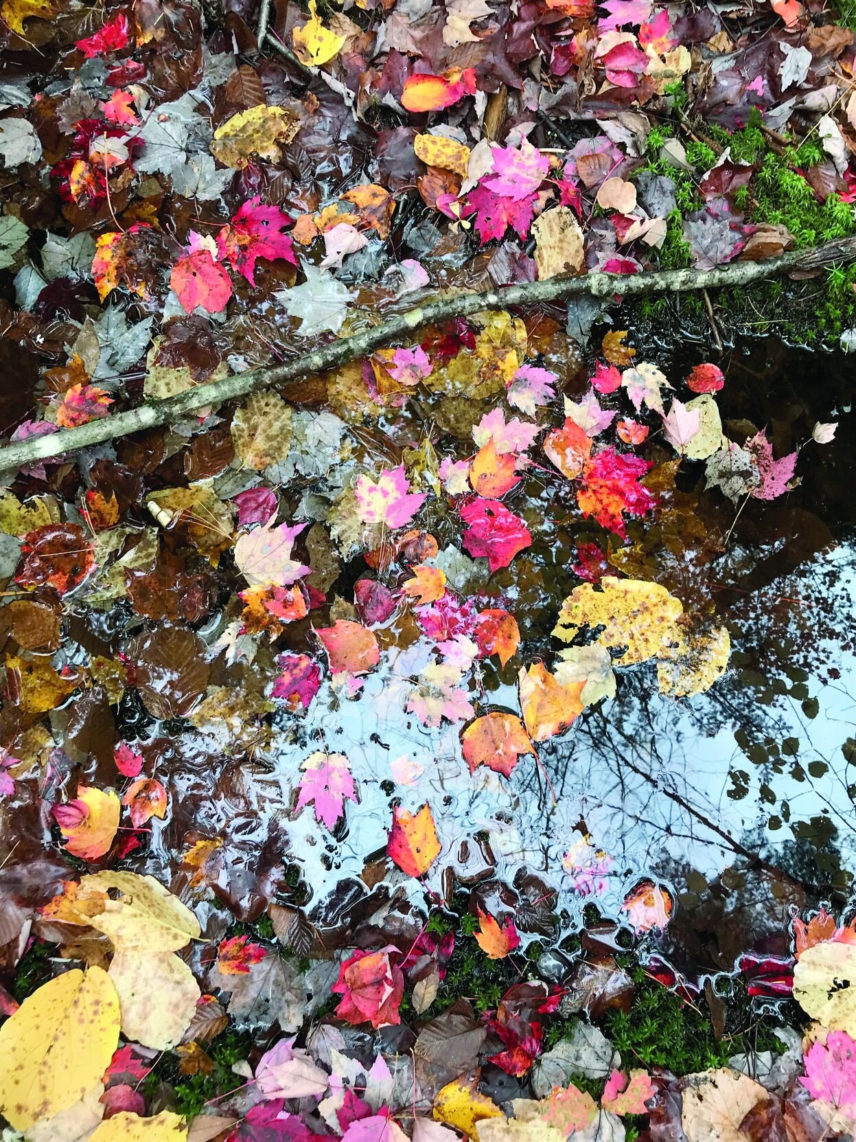 Hiking - Red maple leaves