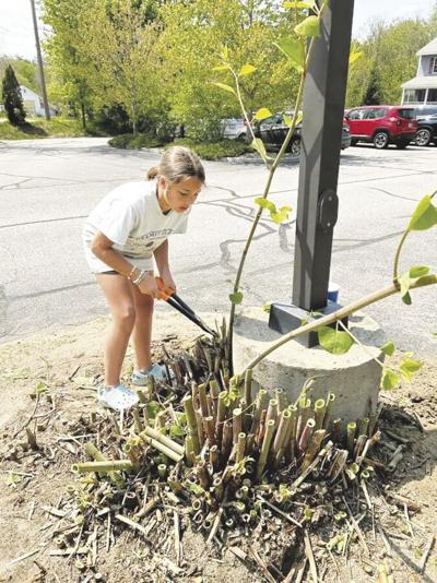 GMCG invasive plants and pests