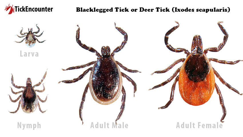 Family-Portrait-Blacklegged-Tick.jpg