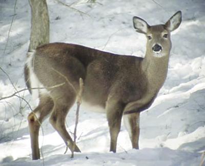 Public Asked To Refrain From Feeding Deer This Winter Local News Conwaydailysun Com