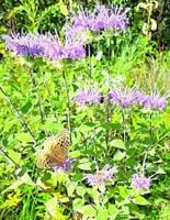 Oxford County’s Native Plant Sale