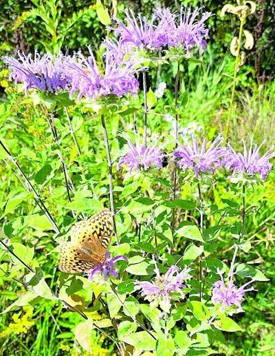 CL Native plant sale.tif