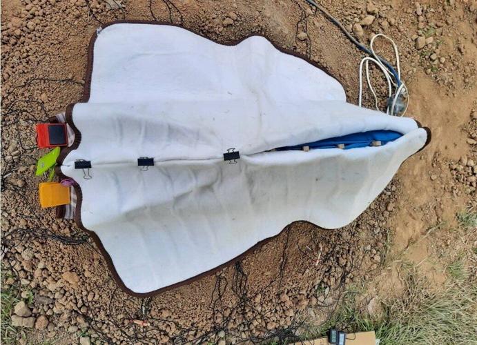 Dinosaurs hatched eggs less efficiently than modern birds, suggests study