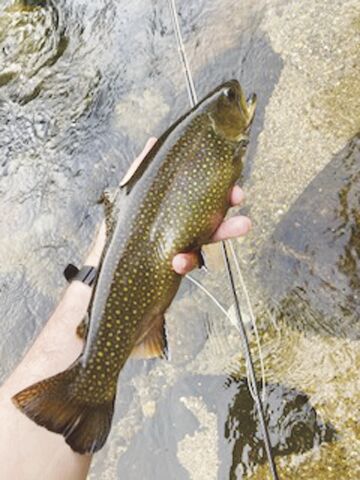 8-28-2021 North Country Angling-Stock Trout