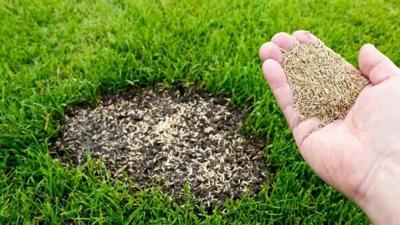 Rid Your Lawn of Bare Spots With These Tips