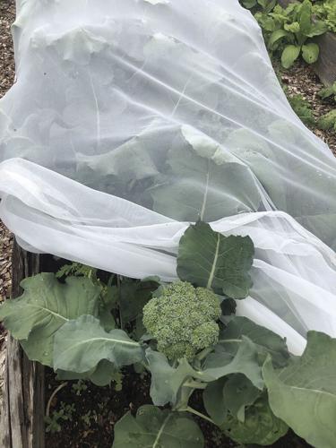 brassicas.jpg