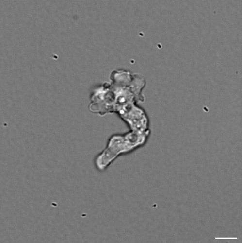 Tiny creature thrives at scalding temperatures that would kill all other known life