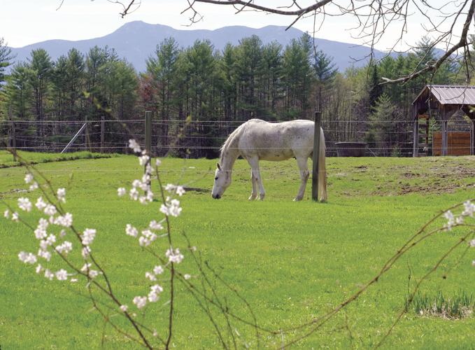 5-5-17 Grass is Greener.JPG