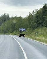 Near-miss with bruin reported near BearCamp Garden