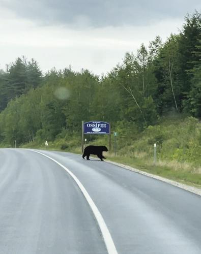 bear