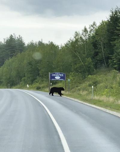 bear