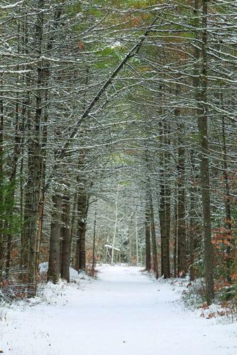 12-01-25 Snow whitaker branches over trail vertical