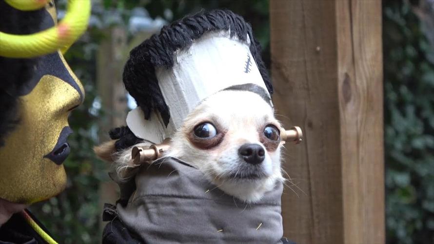 dogincostume.jpg