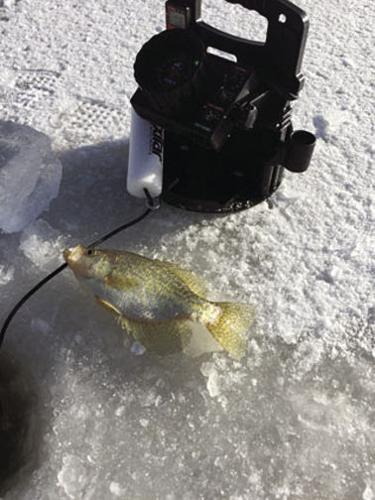 Fishing Report - Jan. 24