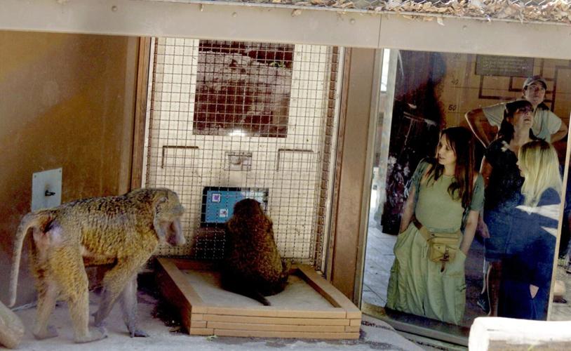 Children share a common understanding of geometry with monkeys, reveals study