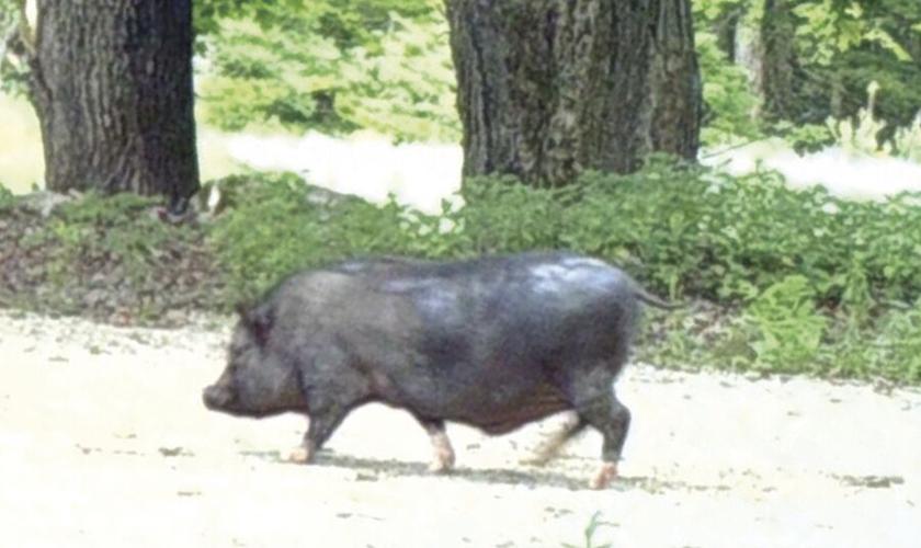 Potbellied Pig Ossipee