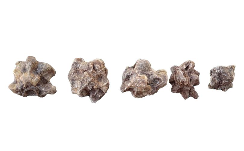 Anacondas have been giants for over 12 million years, reveals study