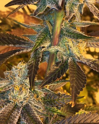 columns_Cannabis.jpg