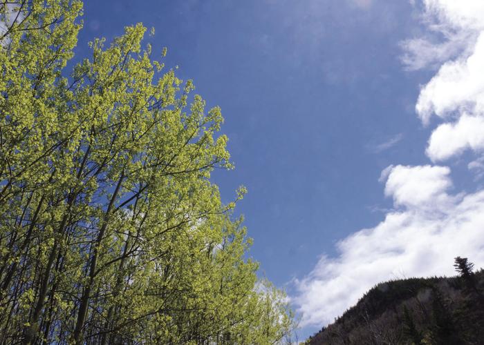 5-11-17 Spring Encroaches Slowly.jpg