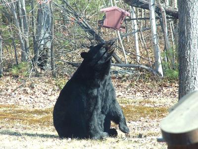 Fish and Game - Bears and bird feeders