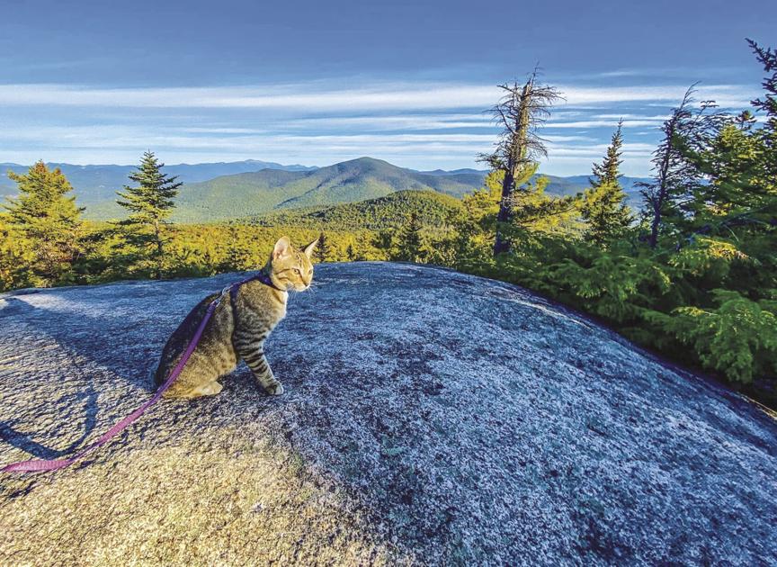 The cat who climbed mountains