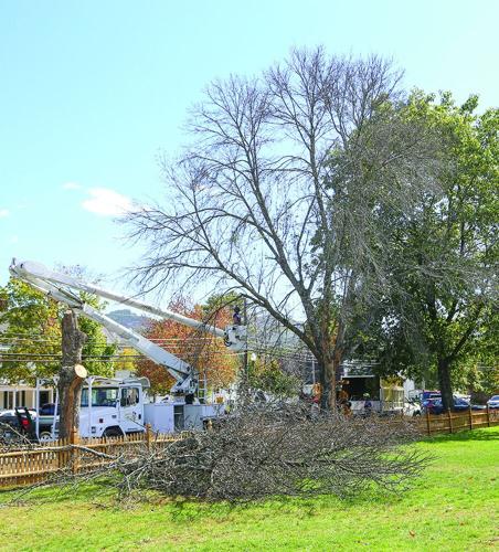 09-30-25 NoCo Trees Cut widest