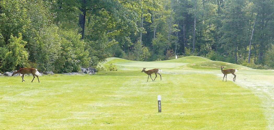 Golf Column - Bridgton Highlands - Deer crossing