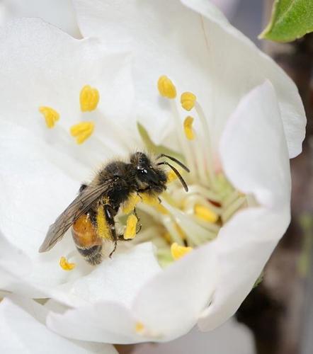 Flowers shape spread of disease among wild bees, suggests study